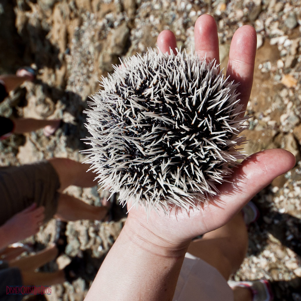 Bernard's Tours - Observatory of Coralita - Sea Urchin