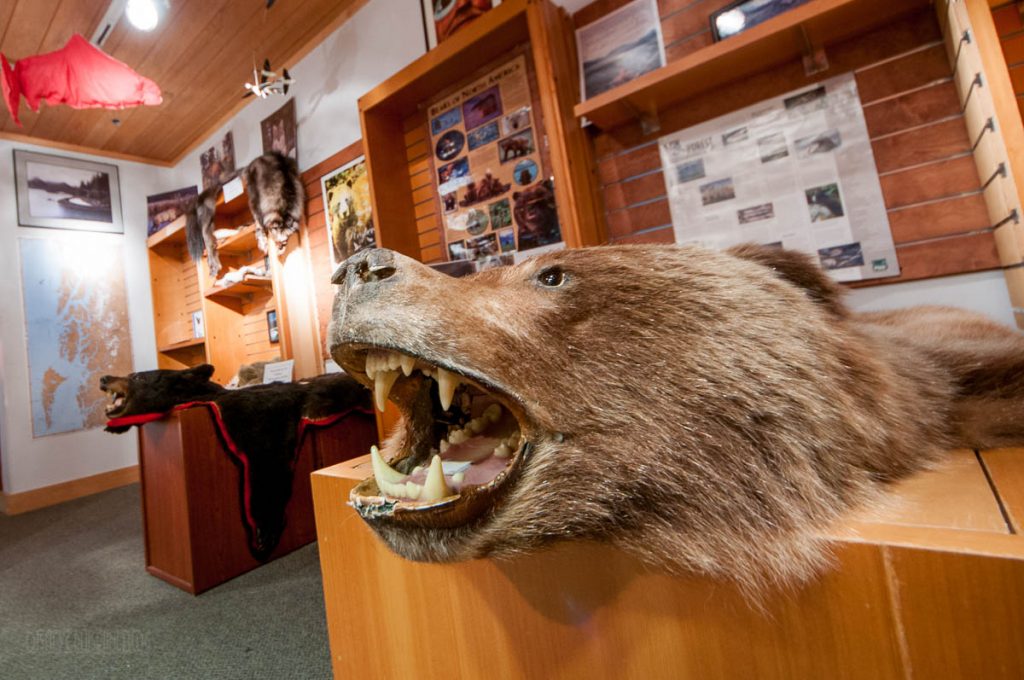 Southeast Alaska Discovery Center Bear