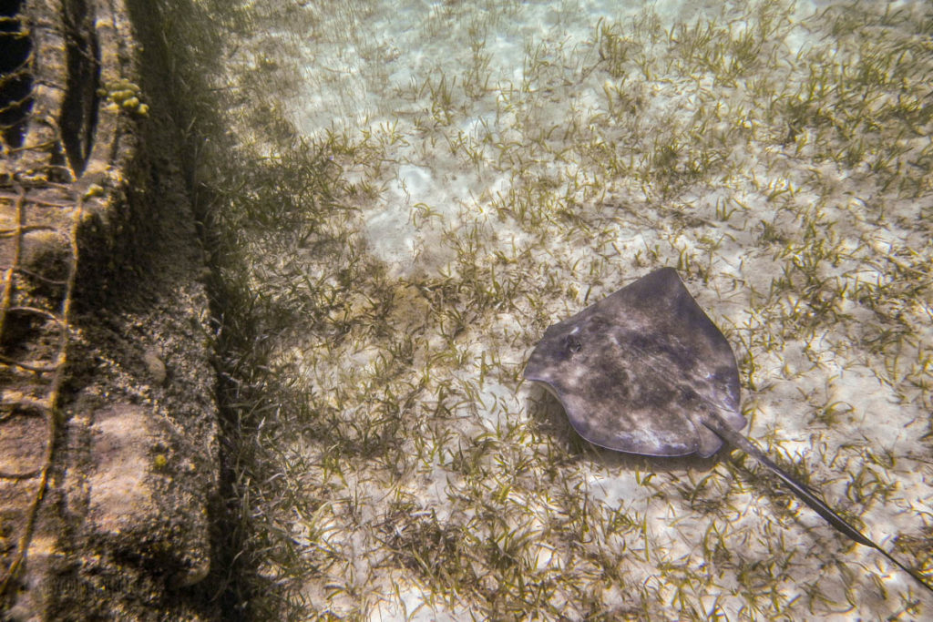 Castaway Cay Snorkeling Lagoon Nautilus Ray