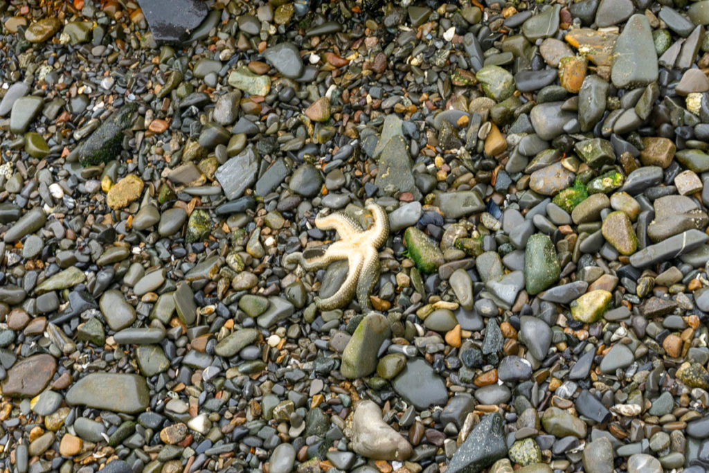 Icy Strait Point Starfish