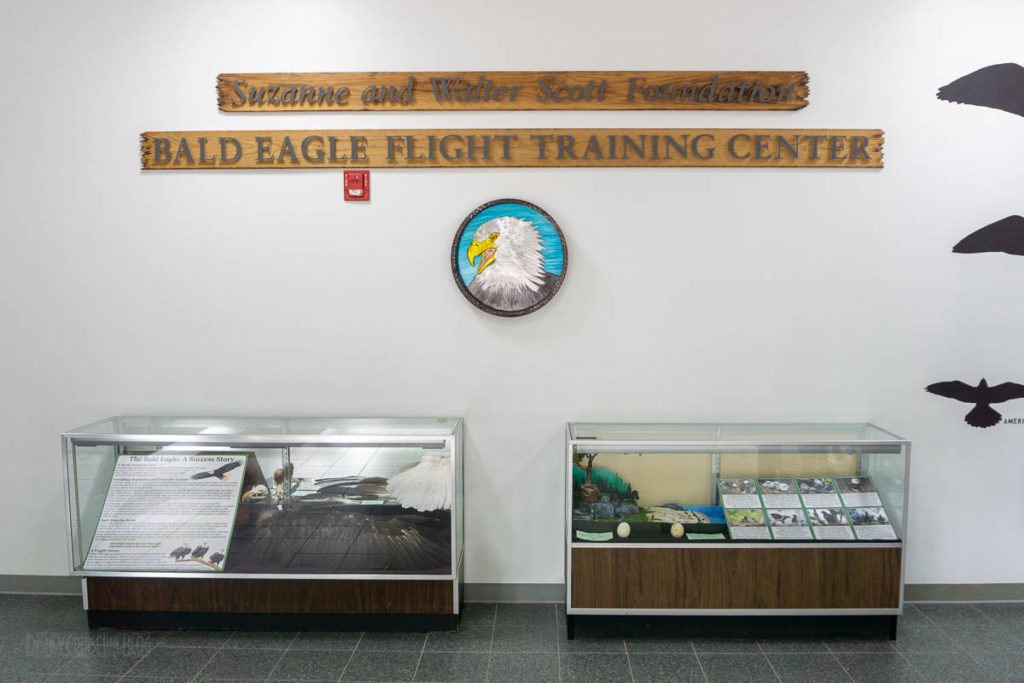 Sitka Alaska Raptor Center Bald Eagle Training Center