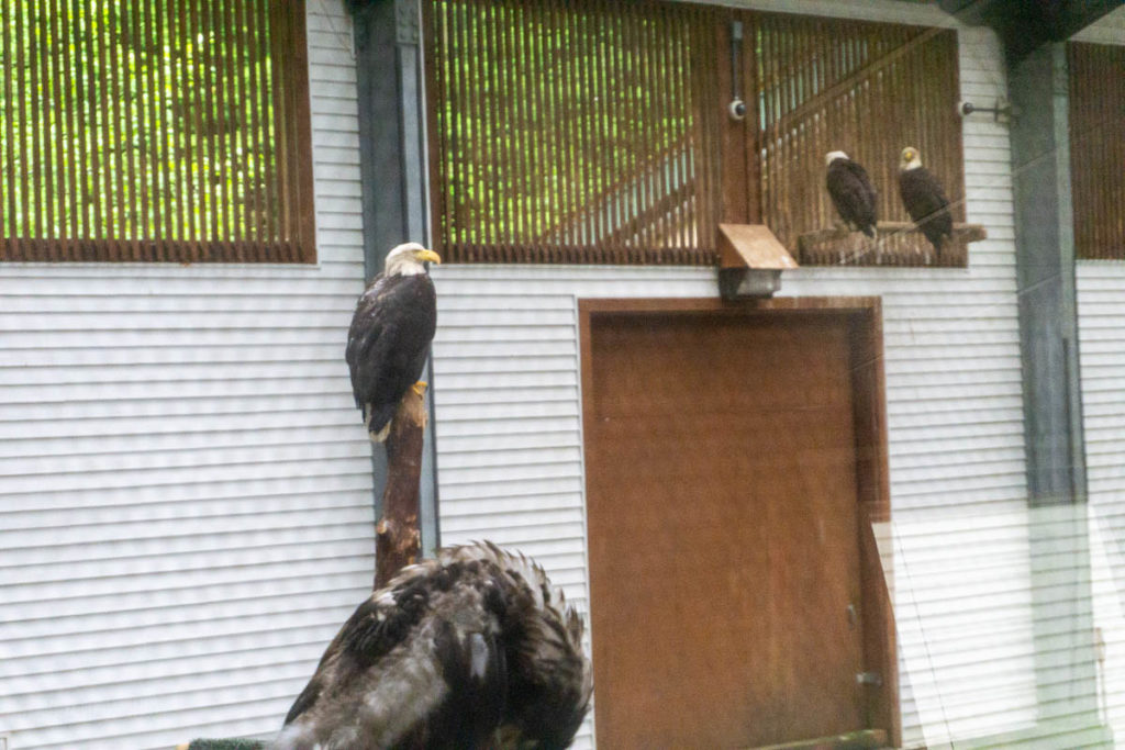 Sitka Alaska Raptor Center Bald Eagle Training Center