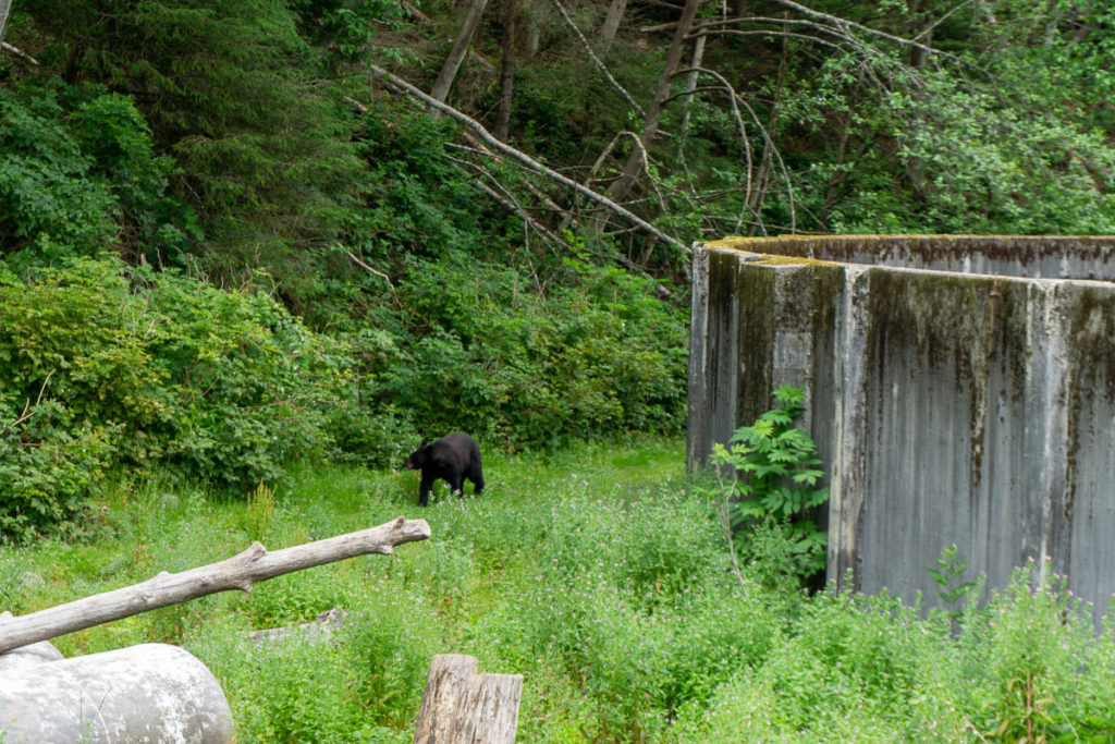 Sitka Fortress Of The Bear Black Bear
