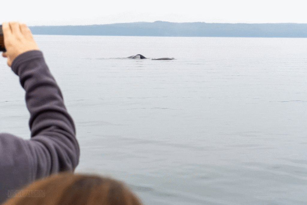 Icy Strait Point Whale Marine Mammals Cruise IS01 Whale 20190711