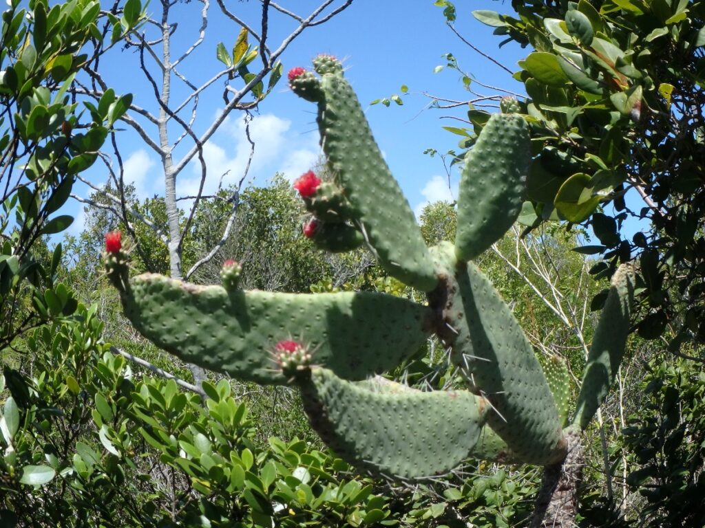 DCL LHP Cactus Tree