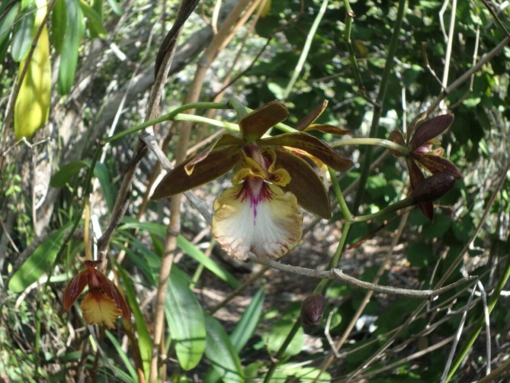 DCL LHP Encyclia Altissima Orchid
