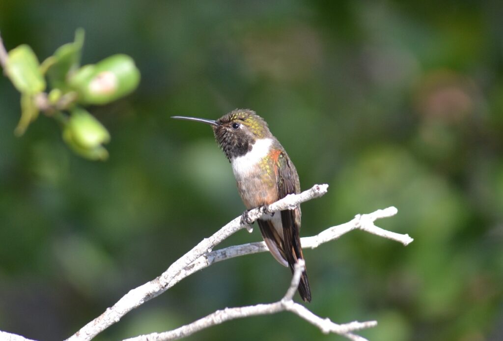 DCL LHP Male Bahama Woodstar Hummingbird