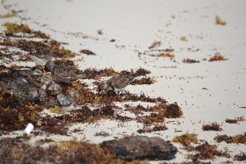 DCL LHP Ruddy Turnstones Foraging