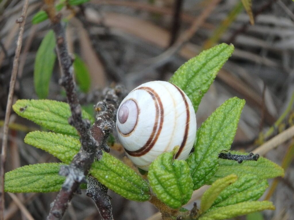 DCL LHP Seagrape Snail On Cocobey