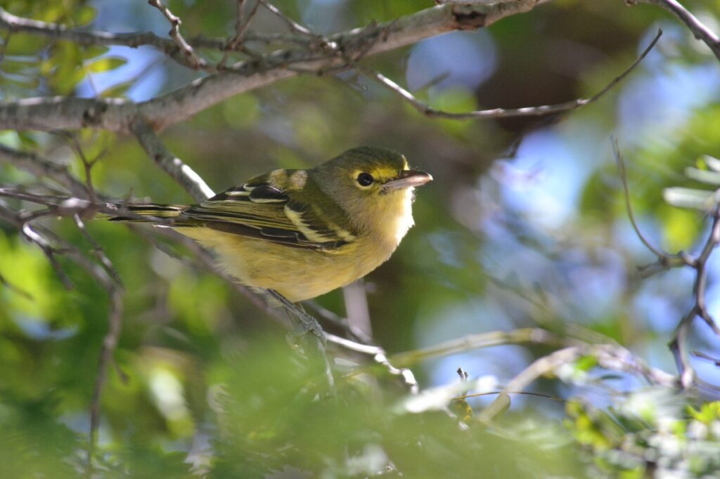 DCL LHP Thick Billed Vireo