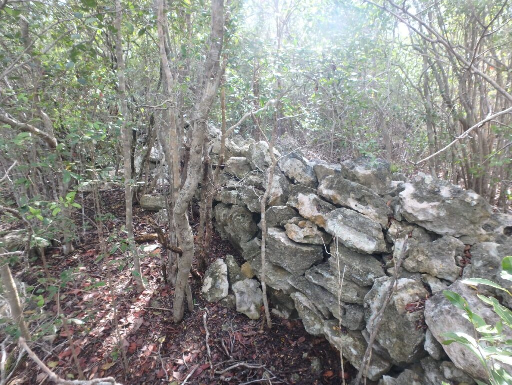 DCL LHP Typical Rock Wall In Dry Broadleaf Evergreen Forest Near North Property Line
