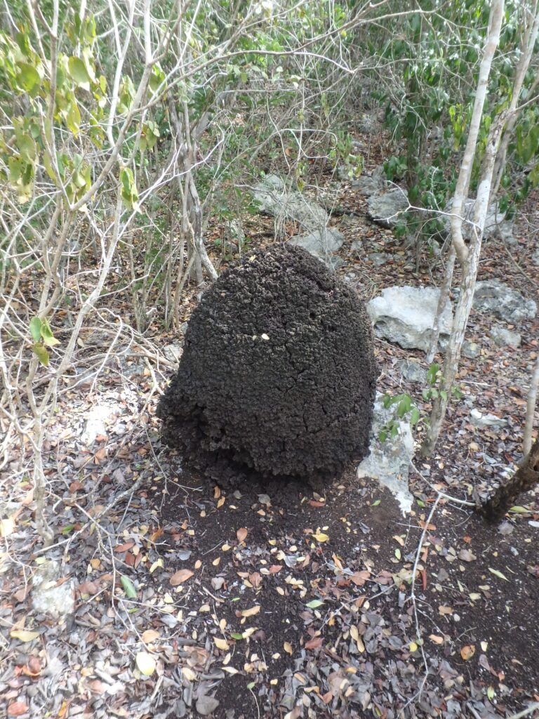 DCL LHP West Indian Termite Mound