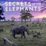 Secrets Of The Elephants National Geographic Disney Plus Poster