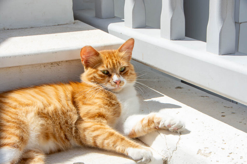 Mykonos Orange Tabby Cat