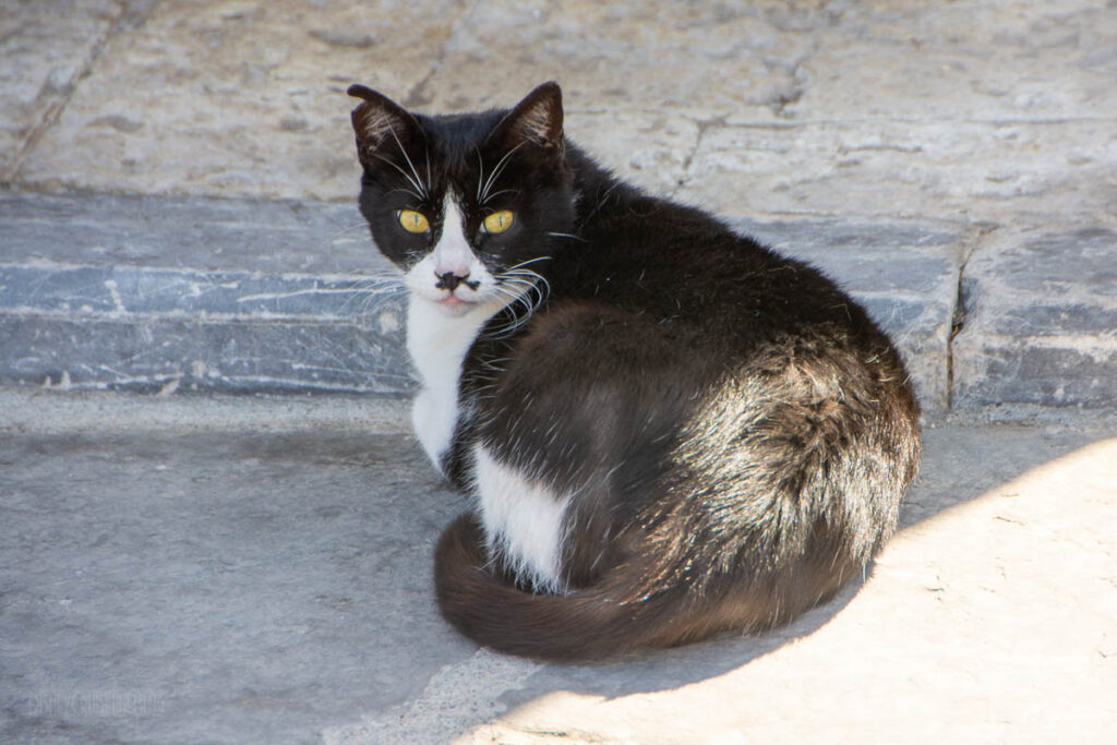 Chania Old Venetian Port Tuxedo Cat