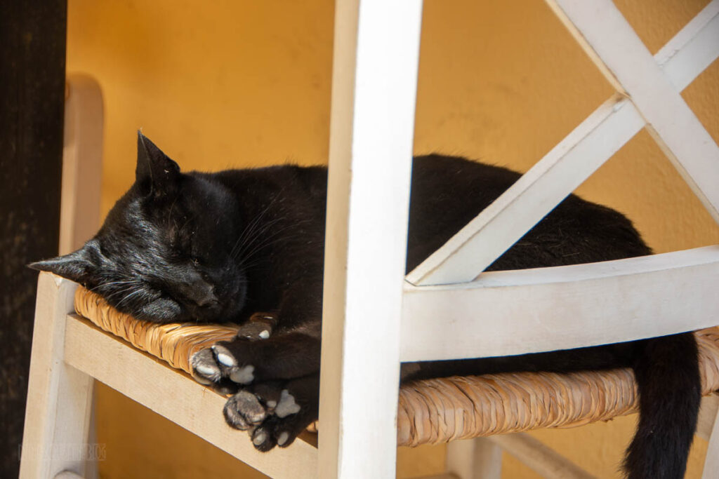 Chania Sleepy Black Cat
