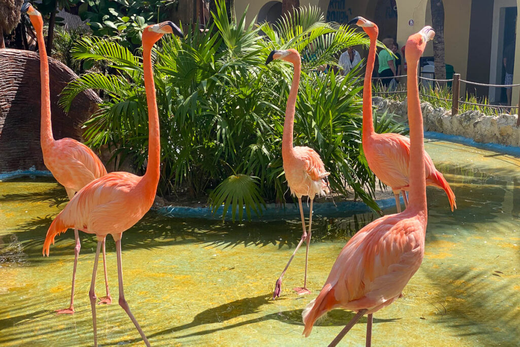 Costa Maya Pink Flamingos