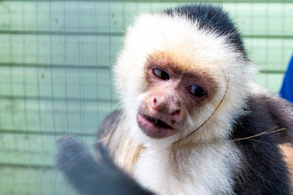 Roatan Honduras Daniel Johnson's Monkey And Sloth Hang Out