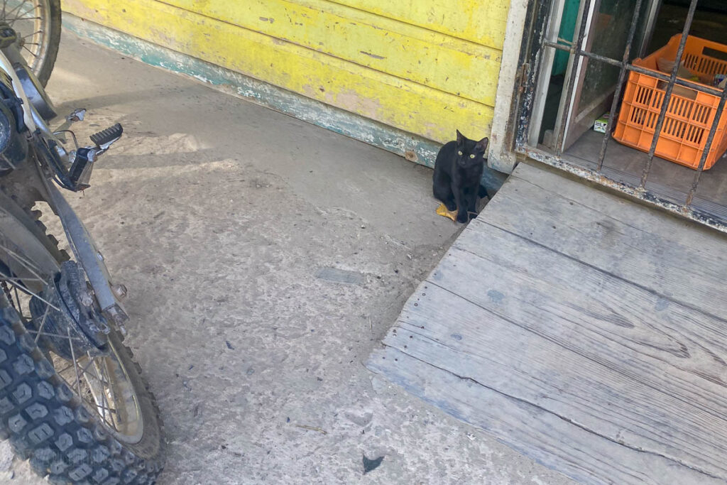 Roatan Honduras Tour Meetup Area Black Cat